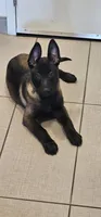 Belgian malinois puppies coming soon , a  Belgian Malinois for sale in Lehigh Acres, FL – 5 of 10