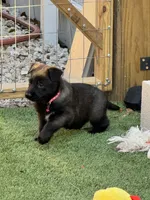 Pink-collar, a female Belgian Malinois for sale in Lehigh Acres, FL – Photo 6 of 10