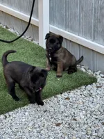 Pink-collar, a female Belgian Malinois for sale in Lehigh Acres, FL – Photo 4 of 10
