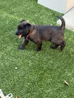 Pink-collar, a female Belgian Malinois for sale in Lehigh Acres, FL – Photo 3 of 10