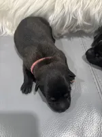 Pink-collar, a female Belgian Malinois for sale in Lehigh Acres, FL – Photo 2 of 10