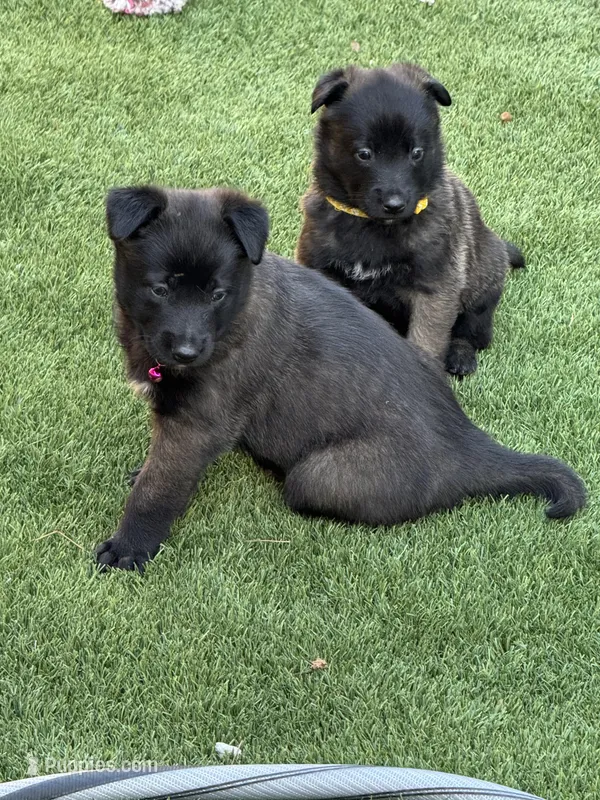 Pink-collar – Belgian Malinois puppy on hold in Lehigh Acres, FL