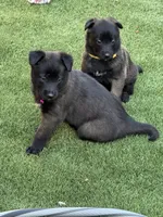 Pink-collar, a female Belgian Malinois for sale in Lehigh Acres, FL – Photo 1 of 10