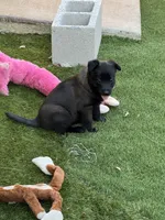 Pink-collar, a female Belgian Malinois for sale in Lehigh Acres, FL – Photo 5 of 10