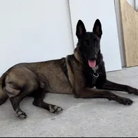 Pink-collar, a female Belgian Malinois for sale in Lehigh Acres, FL – Photo 8 of 10