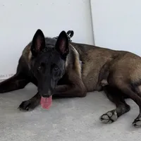 Pink-collar, a female Belgian Malinois for sale in Lehigh Acres, FL – Photo 9 of 10