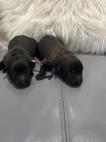 Pink-collar, a female Belgian Malinois for sale in Lehigh Acres, FL – Photo 3 of 10