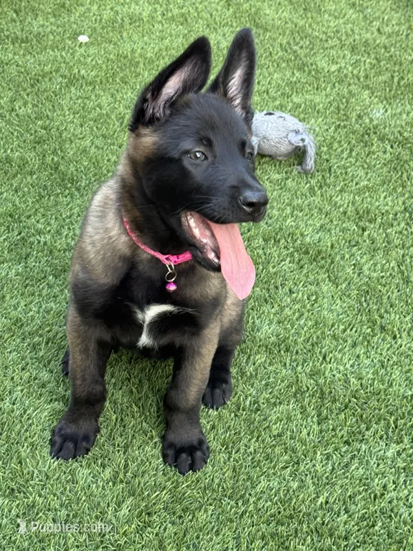 Pink-collar – Belgian Malinois puppy for sale in Lehigh Acres, FL