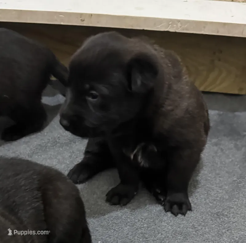 Pink-collar – Belgian Malinois puppy for sale in Lehigh Acres, FL