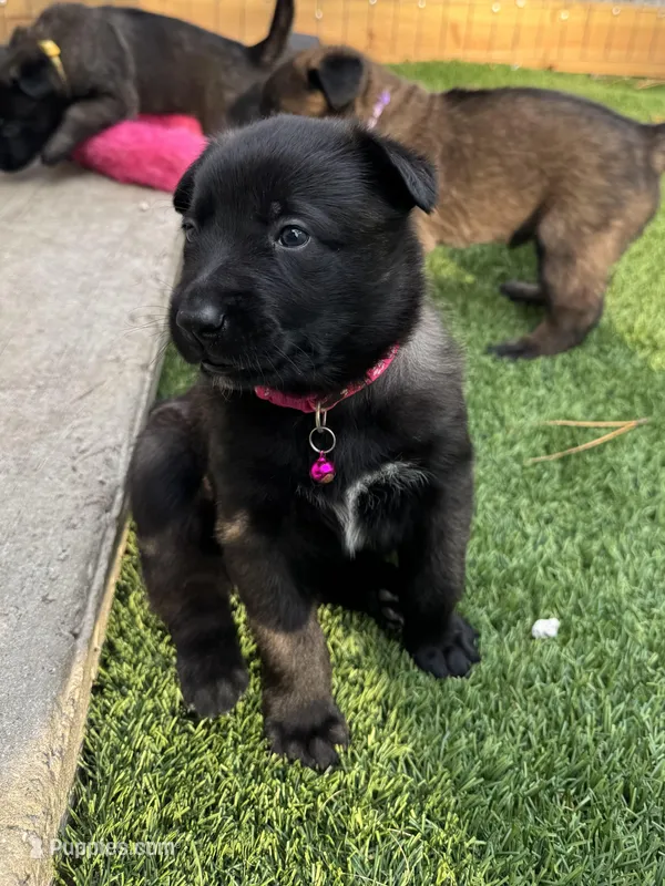 Pink-collar – Belgian Malinois puppy for sale in Lehigh Acres, FL