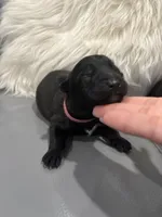 Pink-collar, a female Belgian Malinois for sale in Lehigh Acres, FL – Photo 1 of 10