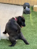 Pink-collar, a female Belgian Malinois for sale in Lehigh Acres, FL – Photo 2 of 10