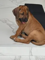 AKC registered-Dark pink , a female Rhodesian Ridgeback for sale in Lehigh Acres, FL – 3 of 4