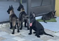 Belgian malinois puppies coming soon , a  Belgian Malinois for sale in Lehigh Acres, FL – 6 of 10