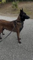 Orange-collar, a male Belgian Malinois for sale in Lehigh Acres, FL – Photo 6 of 10