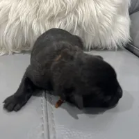 Orange-collar Reserved , a male Belgian Malinois for sale in Lehigh Acres, FL – Photo 1 of 10