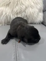 Orange-collar, a male Belgian Malinois for sale in Lehigh Acres, FL – Photo 1 of 10