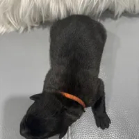 Orange-collar Reserved , a male Belgian Malinois for sale in Lehigh Acres, FL – Photo 2 of 10