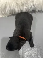 Orange-collar, a male Belgian Malinois for sale in Lehigh Acres, FL – Photo 2 of 10