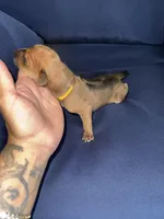 Yellow collar, a male Rhodesian Ridgeback for sale in Lehigh Acres, FL – Photo 2 of 7