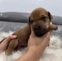 Yellow collar (Full AKC ), a male Rhodesian Ridgeback for sale in Lehigh Acres, FL – Photo 2 of 6