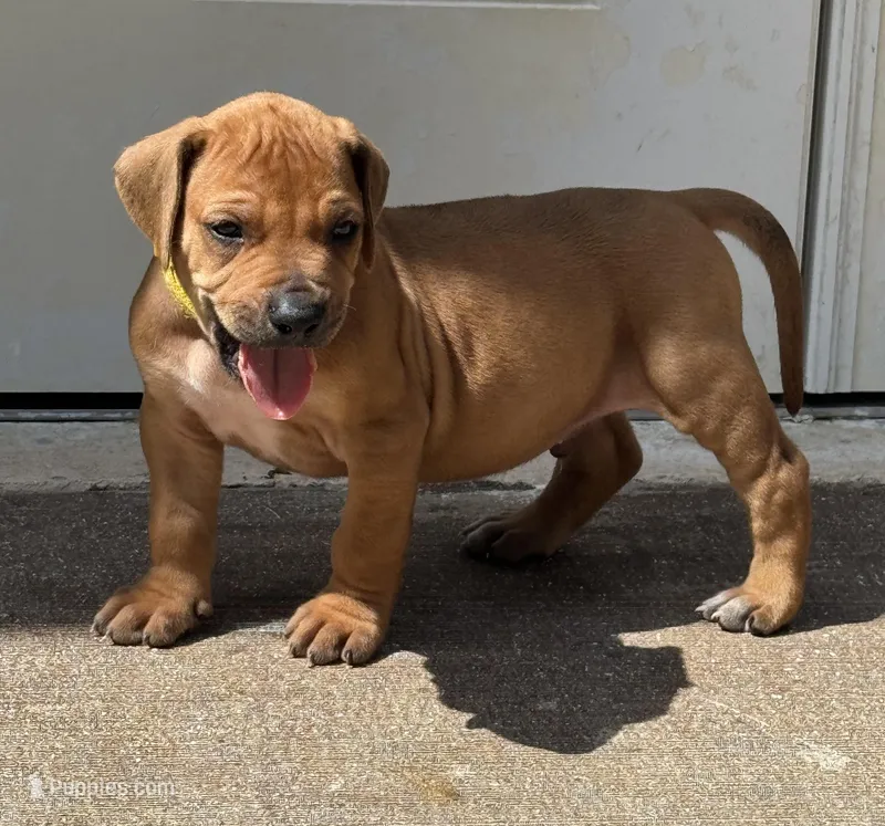 Yellow collar (Full AKC ) – Rhodesian Ridgeback puppy for sale in Lehigh Acres, FL