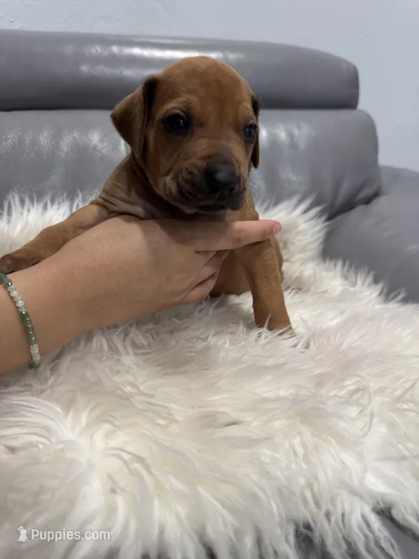 Yellow collar (Full AKC ) – Rhodesian Ridgeback puppy for sale in Lehigh Acres, FL
