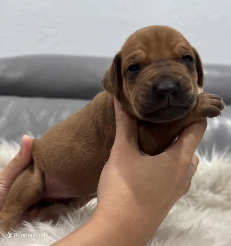 Yellow collar (Full AKC ) – Rhodesian Ridgeback puppy for sale in Lehigh Acres, FL