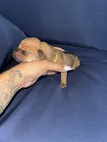 Yellow collar, a male Rhodesian Ridgeback for sale in Lehigh Acres, FL – Photo 1 of 7