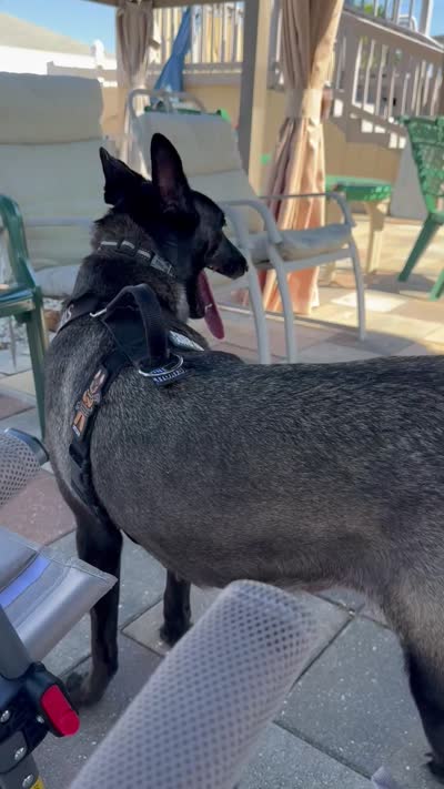 Belgian malinois puppies coming soon , a  Belgian Malinois for sale in Lehigh Acres, FL – 9 of 10