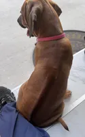 AKC registered-Dark pink , a female Rhodesian Ridgeback for sale in Lehigh Acres, FL – 4 of 4