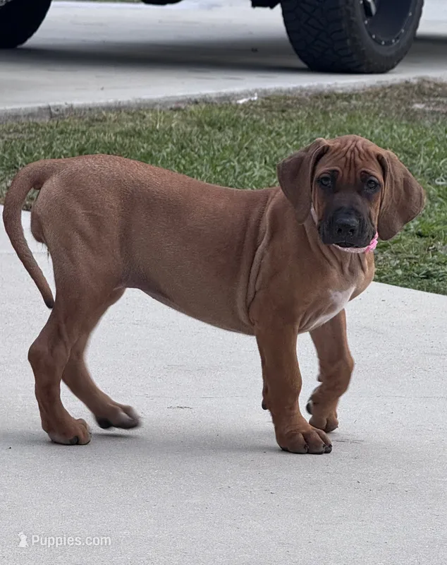 Light pink – Rhodesian Ridgeback puppy for sale in Lehigh Acres, FL