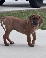 Light pink, a female Rhodesian Ridgeback for sale in Lehigh Acres, FL – 1 of 3