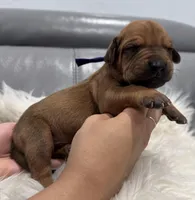 Purple collar (Full AKC), a female Rhodesian Ridgeback for sale in Lehigh Acres, FL – Photo 2 of 4