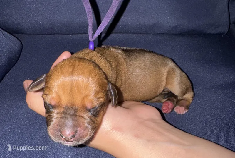 Purple collar  – Rhodesian Ridgeback puppy for sale in Lehigh Acres, FL