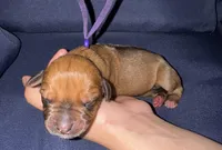 Purple collar , a female Rhodesian Ridgeback for sale in Lehigh Acres, FL – Photo 1 of 4
