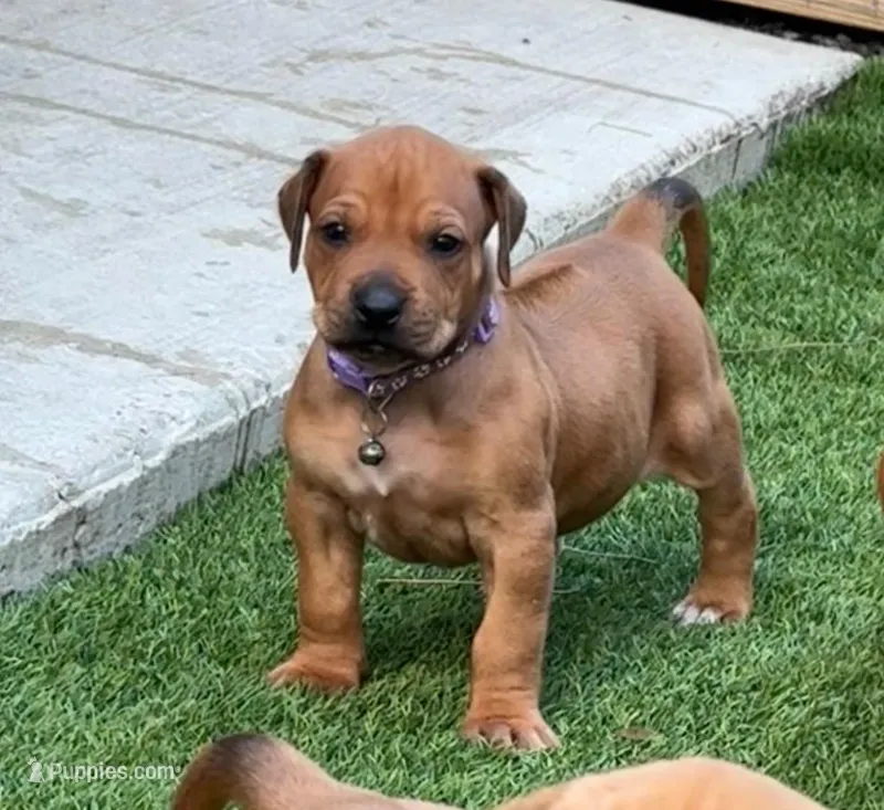 Purple collar (Full AKC) – Rhodesian Ridgeback puppy for sale in Lehigh Acres, FL