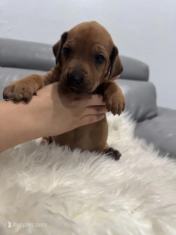 Purple collar (Full AKC) – Rhodesian Ridgeback puppy for sale in Lehigh Acres, FL