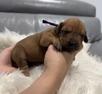 Purple collar (Full AKC), a female Rhodesian Ridgeback for sale in Lehigh Acres, FL – Photo 1 of 4