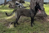 Belgian malinois puppies coming soon , a  Belgian Malinois for sale in Lehigh Acres, FL – 3 of 10