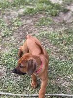 AKC registered-Dark pink , a female Rhodesian Ridgeback for sale in Lehigh Acres, FL – 2 of 4