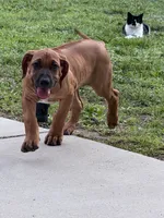 Light pink, a female Rhodesian Ridgeback for sale in Lehigh Acres, FL – 3 of 3