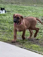 Light pink, a female Rhodesian Ridgeback for sale in Lehigh Acres, FL – 2 of 3