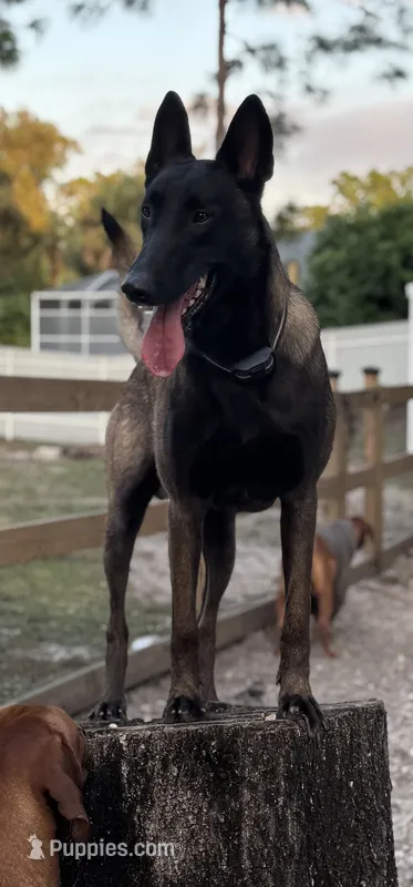 Belgian malinois puppies coming soon  – Belgian Malinois puppy for sale in Lehigh Acres, FL