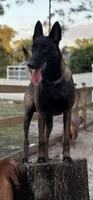 Belgian malinois puppies coming soon , a  Belgian Malinois for sale in Lehigh Acres, FL – 1 of 10