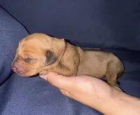 Wine red collar , a female Rhodesian Ridgeback for sale in Lehigh Acres, FL – Photo 2 of 5