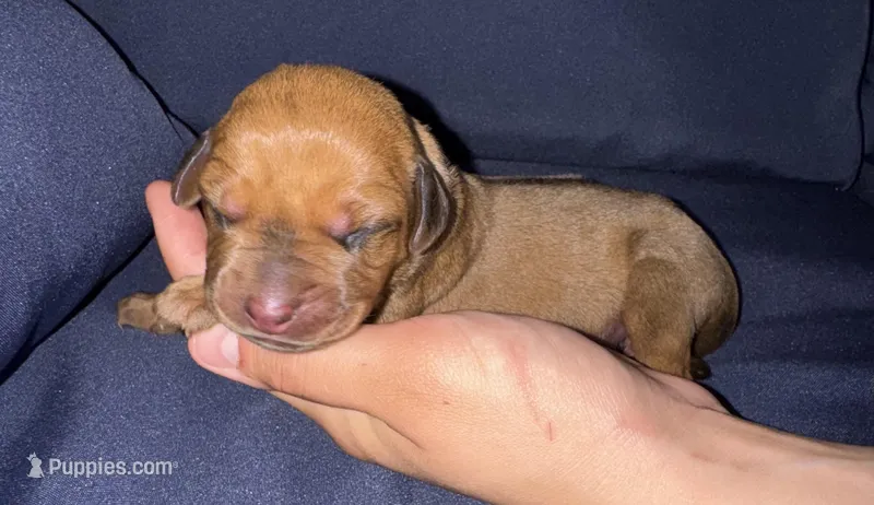 Wine red collar  – Rhodesian Ridgeback puppy for sale in Lehigh Acres, FL