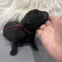 Red-collar -Reserved, a male Belgian Malinois for sale in Lehigh Acres, FL – Photo 1 of 10