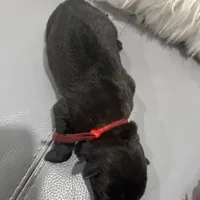 Red-collar -Reserved, a male Belgian Malinois for sale in Lehigh Acres, FL – Photo 2 of 10