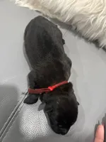 Red-collar , a male Belgian Malinois for sale in Lehigh Acres, FL – Photo 2 of 10